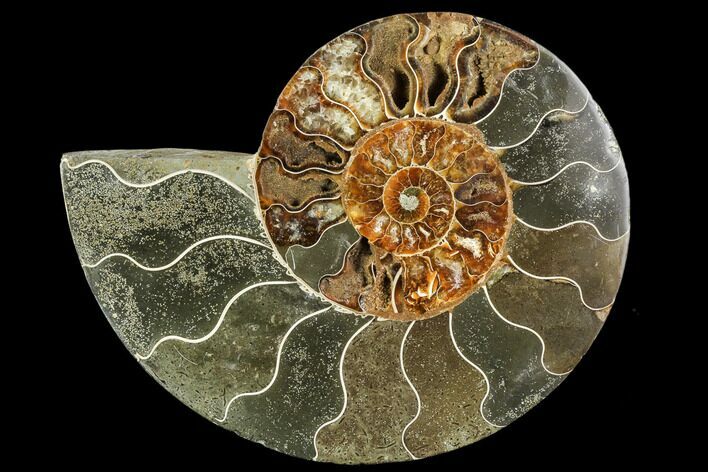 Bargain, Agatized Ammonite Fossil (Half) - Crystal Chambers #111547